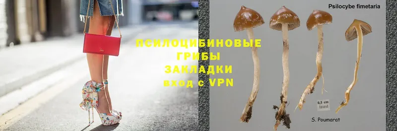 цены наркотик  Аргун  Псилоцибиновые грибы Psilocybe 